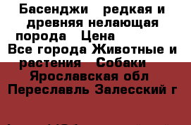 Басенджи - редкая и древняя нелающая порода › Цена ­ 50 000 - Все города Животные и растения » Собаки   . Ярославская обл.,Переславль-Залесский г.